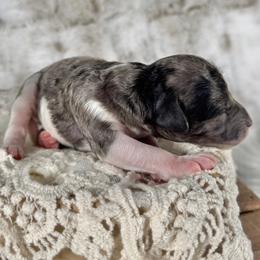 Calla Lily - Merle female Goldendoodle puppy in Waterford, Michigan from Oh My Doodness!