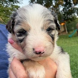 Wren - Blue merle female Australian Shepherd puppy in Four Oaks, North Carolina from RoseWest Farms