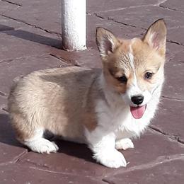 Pembroke Welsh Corgis from God's Little Corgis