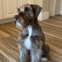 Miniature Schnauzers from Deluxe Mini Schnauzers