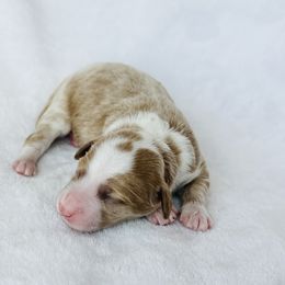 River - Red  female Goldendoodle puppy in Sterling, Illinois from Charley's Goldendoodles