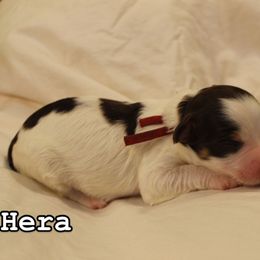 Bernedoodle, Cavapoo, and Poodle Puppies from Liberty Farms Puppies