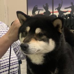 Joujiro - Shiba Inu