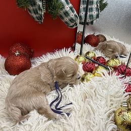 Dolly Parton - Apricot female Maltipoo puppy in Wayland, New York from Loris Pampered Pooches💕