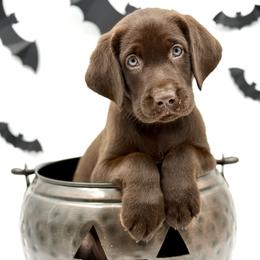Labrador Retriever Puppies from Southern Heritage Retrievers