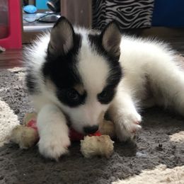 Pomsky Puppies from My Perfect Pomsky Pet