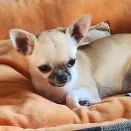 Poppy - Fawn female Chihuahua puppy in Tremonten, Utah from Qu-Te's Chihuahuas