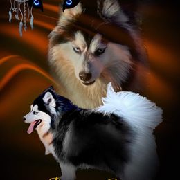 Cash - Pomsky