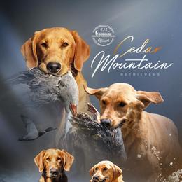 Labrador Retriever puppies from Cedar Mountain Retrievers