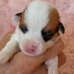 Boy 3 - Red male Pembroke Welsh Corgi puppy in Las Vegas, Nevada from Victory Crown