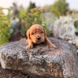 Kia - Red  male Goldendoodle puppy in Twin Falls, Idaho from Magic Valley Family Doodles