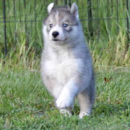 Shiba Inu and Siberian Husky Puppies from Mirage Siberians