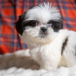 Beau - Black gold and white male Shih Tzu puppy in Montrose, Colorado from Nana's Happy Pups