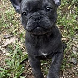 French Bulldogs from Fine Frenchies