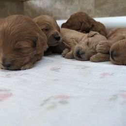 Goldendoodle Puppies from Rocks & Roses Doodles