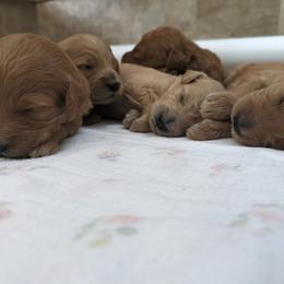 Goldendoodle Puppies from Rocks & Roses Doodles
