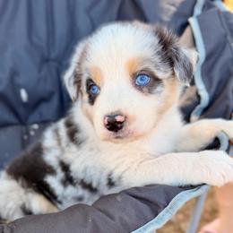 Raya - Blue merle female Australian Shepherd puppy in Vernal, Utah from Dancing M Australian Shepherds