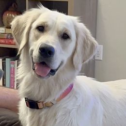 Golden Retrievers from Golden Love AZ