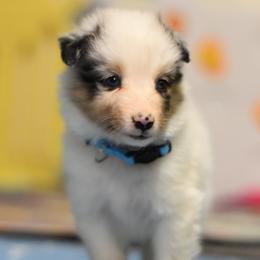 Bonbon - Blue merle white and tan female Shetland Sheepdog puppy in Wolcott, Indiana from Southside Shelties