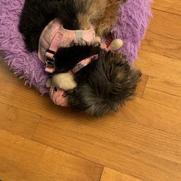 Yorkshire Terrier Puppies from Whispering Willows Kennels