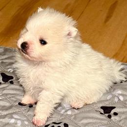 Marshmallow - Cream male Pomeranian puppy in Edmond, Oklahoma from My Sun & Moon Poms