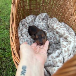 Sunshine - Red female Dachshund puppy in Ecru, Mississippi from Toddy Kennels