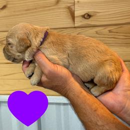 Betsy (Dark Purple) - Golden female Golden Retriever puppy in Cadillac, Michigan from K & M Golden Retrievers