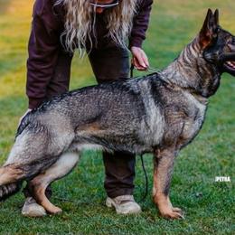 Finy - German Shepherd