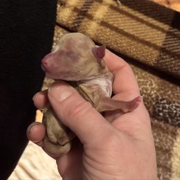 Girl 3 - White and tan female Rat Terrier puppy in Kansas from Ramirez Ratz