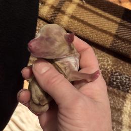 Girl 3 - White and tan female Rat Terrier puppy in Kansas from Ramirez Ratz