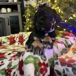 Holly - Black female Cane Corso puppy in Lititz, Pennsylvania from Lititz Cane Corsos