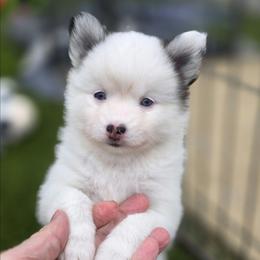 Karen - White female Pomsky puppy in Fredericksburg, Virginia from Purely Pomskies
