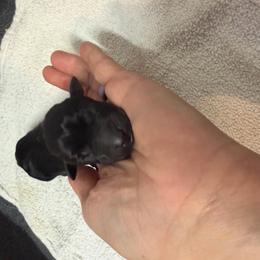 Cricket in Purple - Black female Labrador Retriever puppy in Elloree, South Carolina from Moonlight Kennels LLC