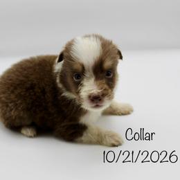 Boy 2 (Collar) - Red tri-color male Australian Shepherd puppy in Brooker, Florida from 🐾 The Great Bambino SunState Aussies!