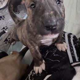 Oakley - Brindle and white male Bull Terrier puppy in Springfield, Ohio from Lynn Hill Bull Terriers
