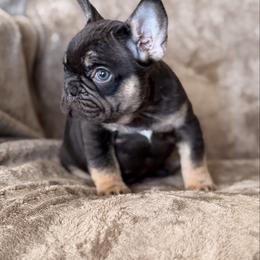 Cocoa and Tan Girl - Tricolors female French Bulldog puppy in Harmony, North Carolina from Schuster Haus
