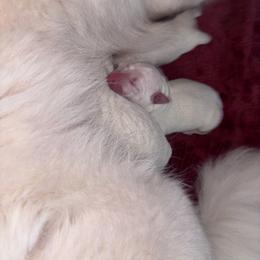 Daisy - White female Berger Blanc Suisse puppy in Fort Jennings, Ohio from Von Holtzapple German shepherds