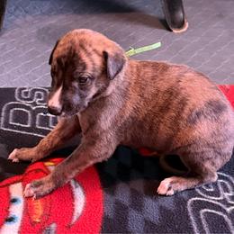 Boy 1-Green Collar - Red brindle male Greyhound puppy in Mesa, Arizona from ARK Greyhound Kennel LLC