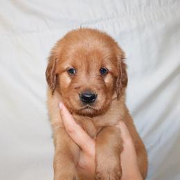 Matcha - Dark golden male Golden Retriever puppy in New Weston, Ohio from Bertke AKC Golden Retrievers and Bernese Mountain Dogs