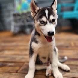 Boy 1 - Black and white male Siberian Husky puppy in Jonesboro, Arkansas from L & A Animal House Siberian Huskies