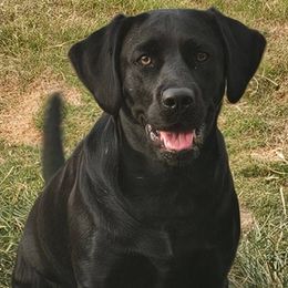 Leady - Labrador Retriever