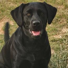 Leady - Labrador Retriever