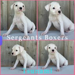 Tsunami - White male Boxer puppy in Madisonville, Texas from Sergeant's Boxers