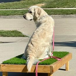 Maisie - Golden Retriever