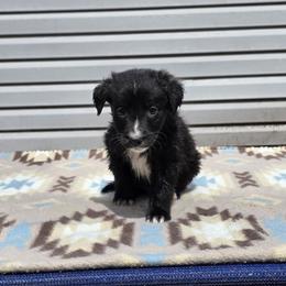 Shabba (Coal) - male Sporty Mix puppy in Menasha, Wisconsin from Kreger's K9s