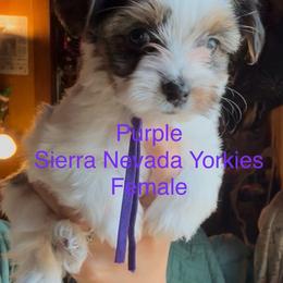 Purple - Parti female Yorkshire Terrier puppy in South Lake Tahoe, California from Sierra Nevada Yorkies