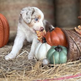 Holly - Red merle female Miniature Australian Shepherd puppy in Cleveland, Texas from Akasta Aussies