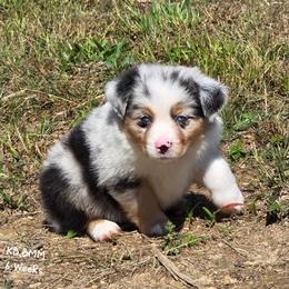 KB.BMM - Blue merle male Australian Shepherd puppy in Deer Lodge, Tennessee from KSH Aussie Haven