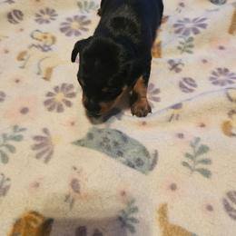 Girl 2 - Black and rust female Miniature Pinscher puppy in Becker, Minnesota from Marquart Minpins