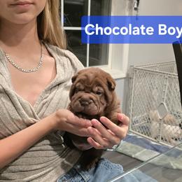 Chocolate Boy 1 - Chocolate dilute male Chinese Shar-Pei puppy in Blossvale, New York from CNY Shar Peis
